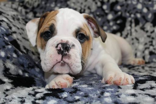 Medium Photo #1 Bulldog Puppy For Sale in RICHMOND, KY, USA