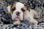 Small Photo #1 Bulldog Puppy For Sale in RICHMOND, KY, USA