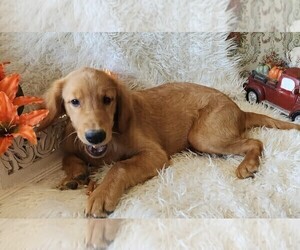 Golden Retriever Puppy for sale in IPSWICH, MA, USA