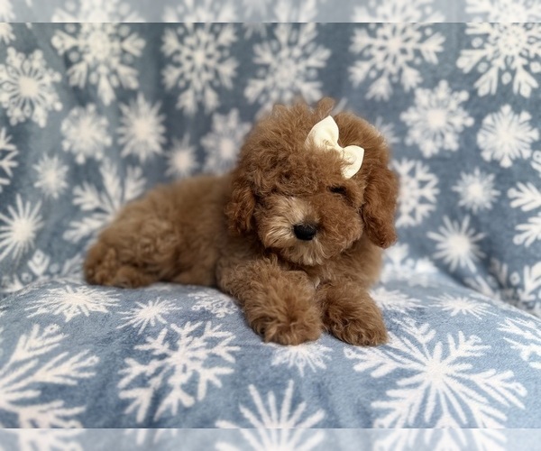 Medium Photo #2 Cock-A-Poo Puppy For Sale in LAKELAND, FL, USA