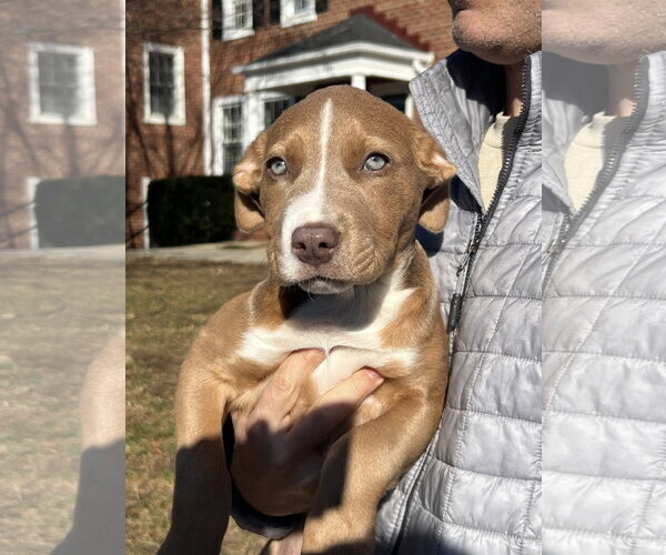 Medium Photo #5 Labrador Retriever-Unknown Mix Puppy For Sale in Rockville, MD, USA