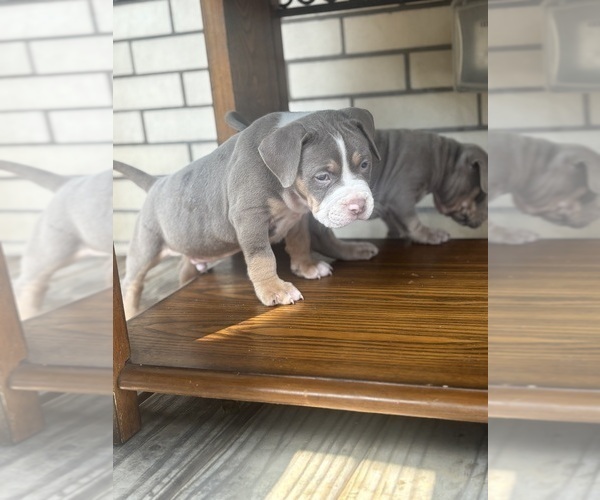 Medium Photo #10 American Bully Puppy For Sale in GLASSPORT, PA, USA
