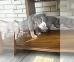 Small #9 American Bully
