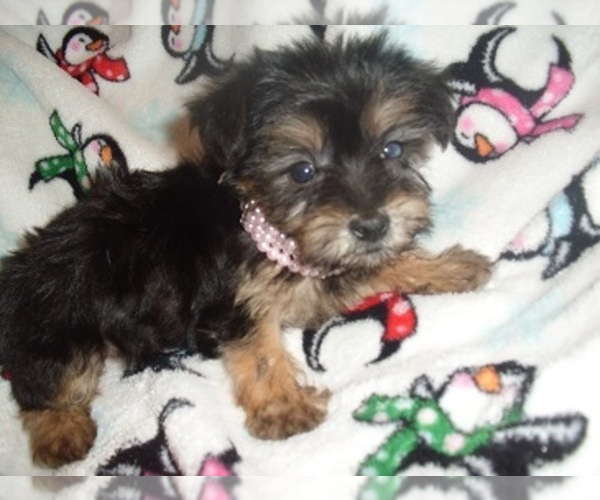 Medium Photo #6 Poodle (Toy)-Yorkshire Terrier Mix Puppy For Sale in JACKSON, MS, USA