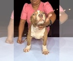 Small Photo #7 American Bully Puppy For Sale in LOCUST, NC, USA