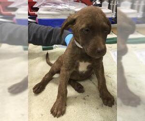 Mutt Dogs for adoption in Riverside, CA, USA