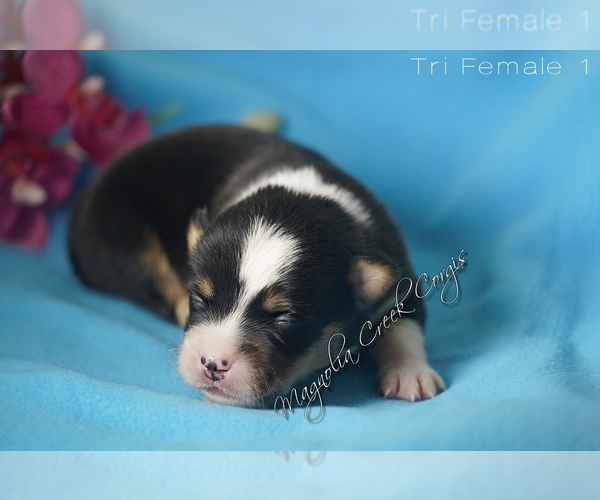 Full screen Photo #5 Pembroke Welsh Corgi Puppy For Sale in CRESTVIEW, FL, USA
