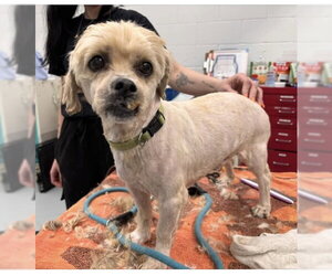 Cock-A-Poo-Unknown Mix Dogs for adoption in Holland, MI, USA