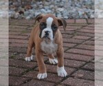 Small #3 Boxer