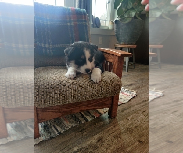 Medium Photo #10 Siberian Husky Puppy For Sale in AUBURN, NY, USA