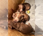Small Photo #2 American Staffordshire Terrier Puppy For Sale in WALDORF, MD, USA