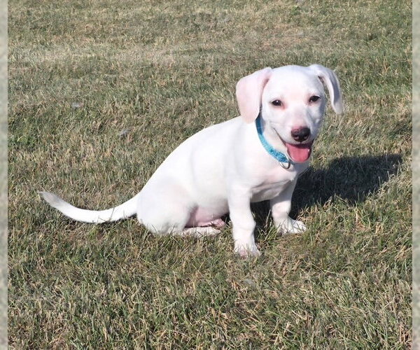 Medium Photo #4 Chiweenie Puppy For Sale in Genesee, WI, USA