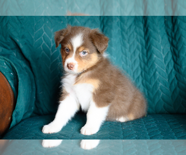 Medium Photo #4 Australian Shepherd Puppy For Sale in ROCKY MOUNT, VA, USA