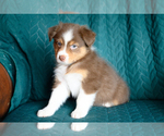 Small #3 Australian Shepherd
