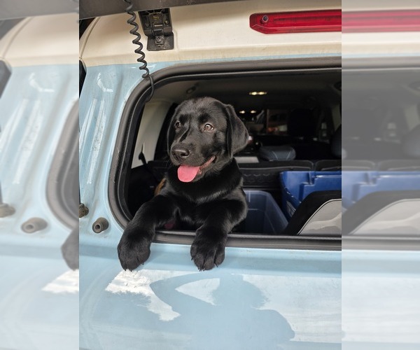 Medium Photo #11 Labrador Retriever Puppy For Sale in SHELBYVILLE, IN, USA