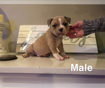 Puppy 0 American Bully Mikelands 