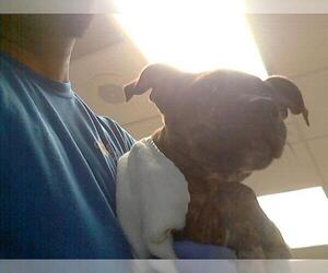 Medium American Pit Bull Terrier Mix