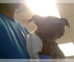 Small American Pit Bull Terrier Mix