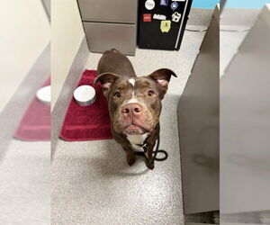 Australian Shepherd-Unknown Mix Dogs for adoption in Louisville, KY, USA