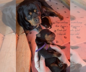 Mother of the Rottweiler puppies born on 01/18/2024