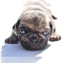 Small #3 Pug