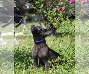 German Shepherd Dog Dogs for adoption in Holly Hill, SC, USA