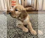 Puppy Red Girl Golden Retriever