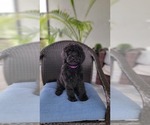 Small #7 Labradoodle