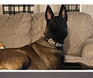 Mother of the Belgian Malinois puppies born on 02/24/2026