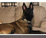 Small Photo #1 Belgian Malinois Puppy For Sale in WHITESBORO, TX, USA
