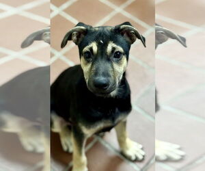 Mutt Dogs for adoption in Jefferson, NJ, USA