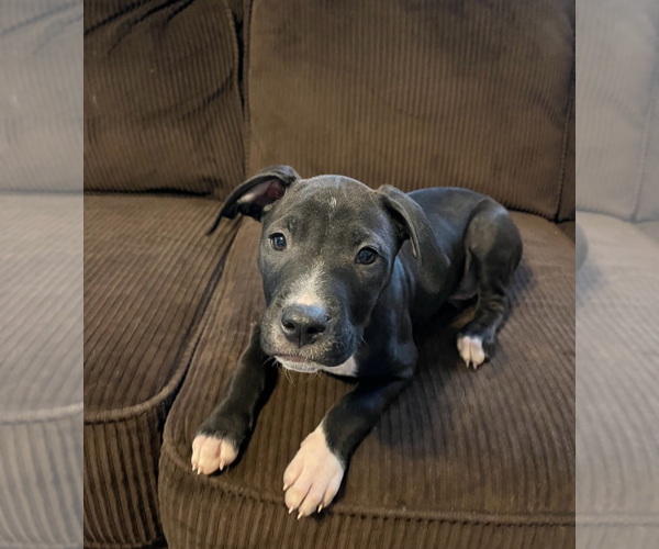 Medium Photo #5 American Pit Bull Terrier-Unknown Mix Puppy For Sale in Holly Springs, NC, USA