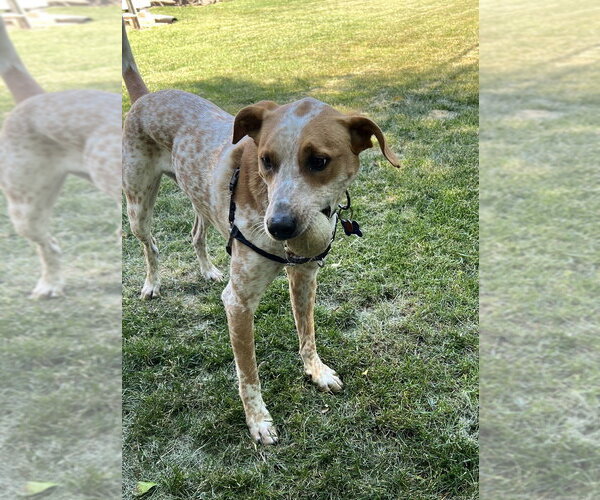 Medium Photo #3 Mutt Puppy For Sale in Candler, NC, USA