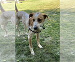 Small #2 Mutt