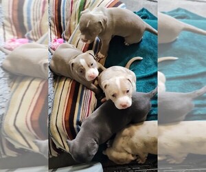 American Bully Puppy for sale in COUDERSPORT, PA, USA