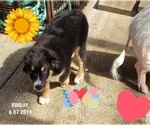 Small Photo #2 Miniature American Shepherd Puppy For Sale in FLORENCE, OR, USA
