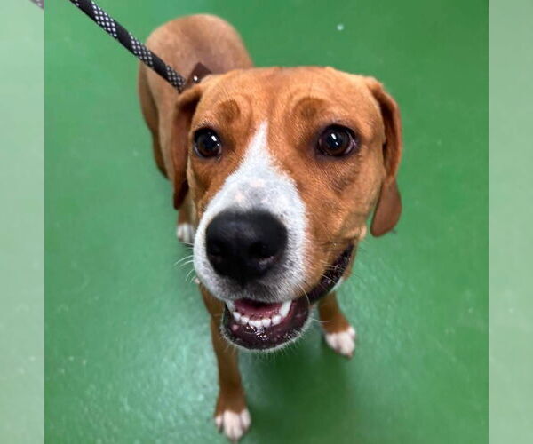 Medium Photo #9 Beagle-Unknown Mix Puppy For Sale in Rustburg, VA, USA