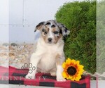 Small #2 Miniature Australian Shepherd