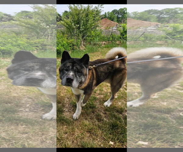 Medium Photo #3 Akita Puppy For Sale in Mooresville, NC, USA