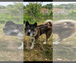 Small #2 Akita