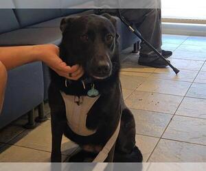 Shepradors Dogs for adoption in Orange, CA, USA