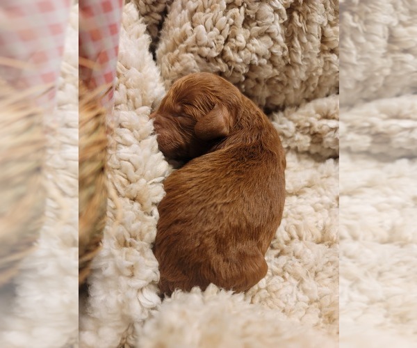 Medium Photo #9 Goldendoodle Puppy For Sale in TAYLORS, SC, USA