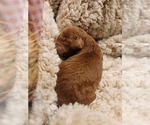 Small Photo #9 Goldendoodle Puppy For Sale in TAYLORS, SC, USA