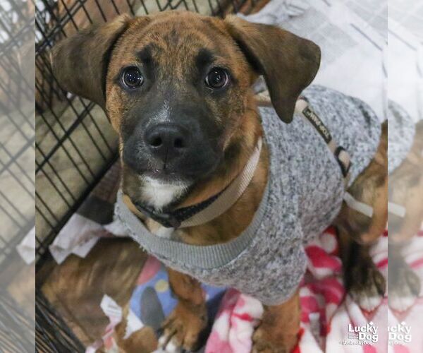 Medium Photo #7 Plott Hound-Unknown Mix Puppy For Sale in Washington, DC, USA