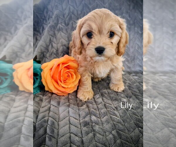 Medium Photo #2 Cavachon Puppy For Sale in STANLEY, WI, USA