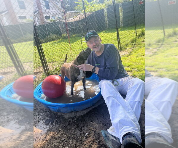 Medium Photo #3 American Staffordshire Terrier-Boxer Mix Puppy For Sale in Brewster, NY, USA