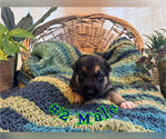 Puppy 2 German Shepherd Dog