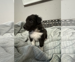 Shetland Sheepdog Puppy for sale in LEXINGTON, NC, USA