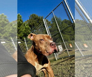 DA 21 Scar - Male Mutt Dog for Adoption - Photo #4
