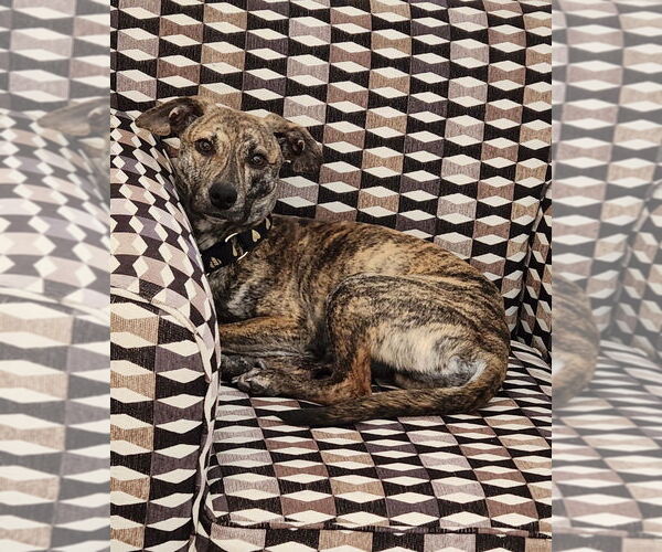 Medium Photo #16 Mutt Puppy For Sale in Brewster, NY, USA